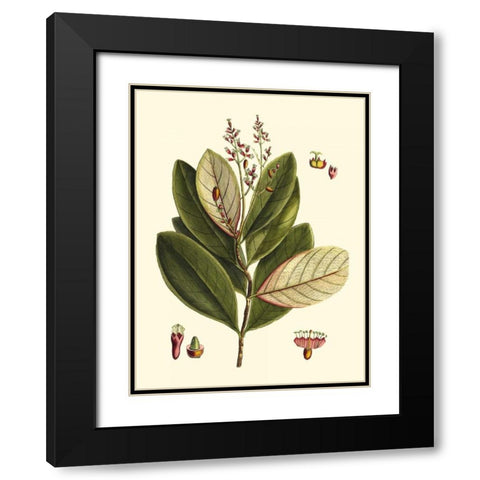 Buchoz Leaves IV Black Modern Wood Framed Art Print with Double Matting by Vision Studio