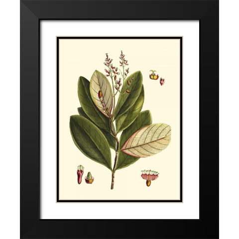 Buchoz Leaves IV Black Modern Wood Framed Art Print with Double Matting by Vision Studio