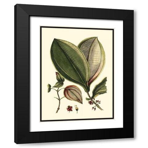 Buchoz Leaves V Black Modern Wood Framed Art Print with Double Matting by Vision Studio