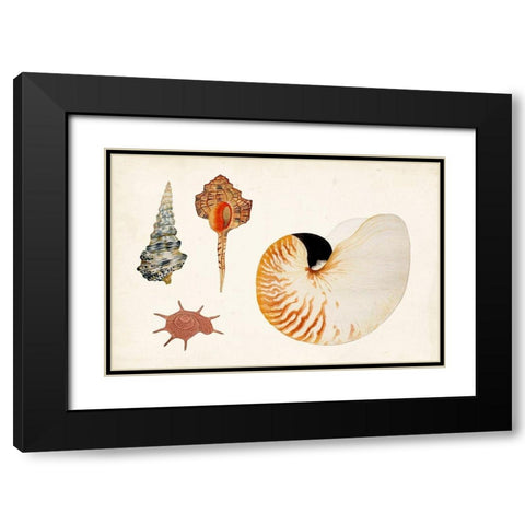 Antique Shell Anthology I Black Modern Wood Framed Art Print with Double Matting by Vision Studio