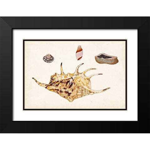 Antique Shell Anthology II Black Modern Wood Framed Art Print with Double Matting by Vision Studio