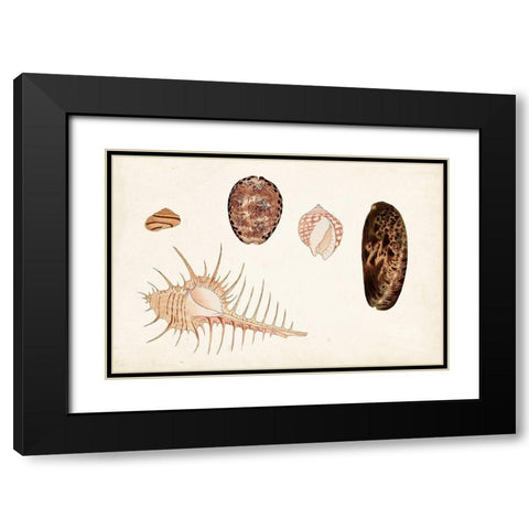 Antique Shell Anthology III Black Modern Wood Framed Art Print with Double Matting by Vision Studio