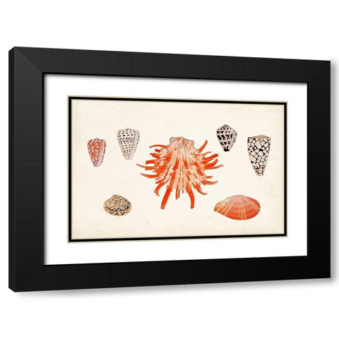 Antique Shell Anthology IV Black Modern Wood Framed Art Print with Double Matting by Vision Studio