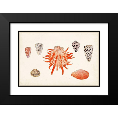 Antique Shell Anthology IV Black Modern Wood Framed Art Print with Double Matting by Vision Studio