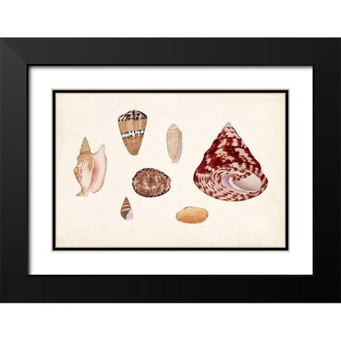 Antique Shell Anthology V Black Modern Wood Framed Art Print with Double Matting by Vision Studio