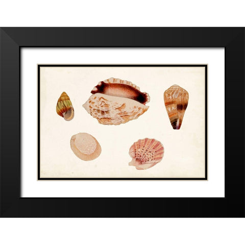 Antique Shell Anthology VI Black Modern Wood Framed Art Print with Double Matting by Vision Studio