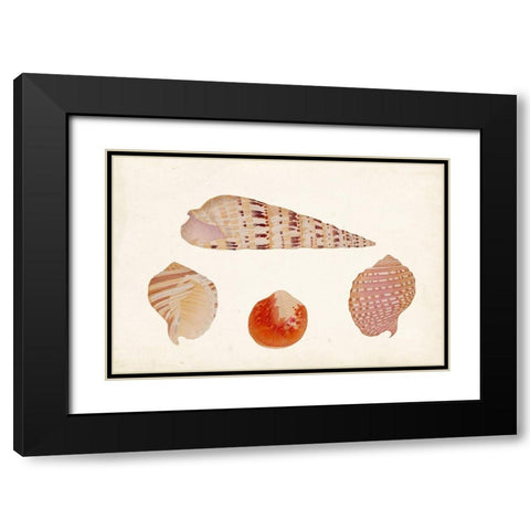 Antique Shell Anthology VII Black Modern Wood Framed Art Print with Double Matting by Vision Studio