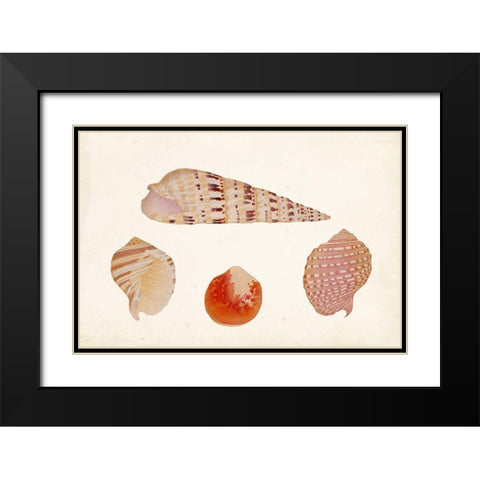 Antique Shell Anthology VII Black Modern Wood Framed Art Print with Double Matting by Vision Studio