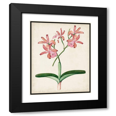 Orchid Pair I Black Modern Wood Framed Art Print with Double Matting by Unknown