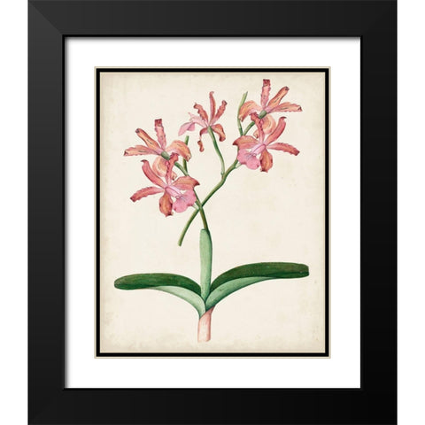 Orchid Pair I Black Modern Wood Framed Art Print with Double Matting by Unknown