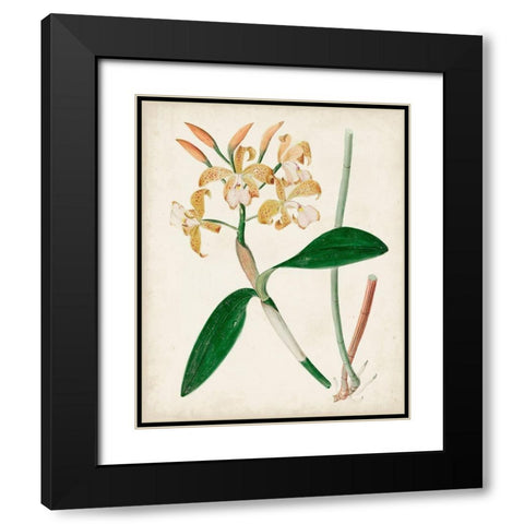 Orchid Pair II Black Modern Wood Framed Art Print with Double Matting by Unknown