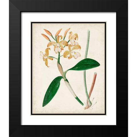 Orchid Pair II Black Modern Wood Framed Art Print with Double Matting by Unknown