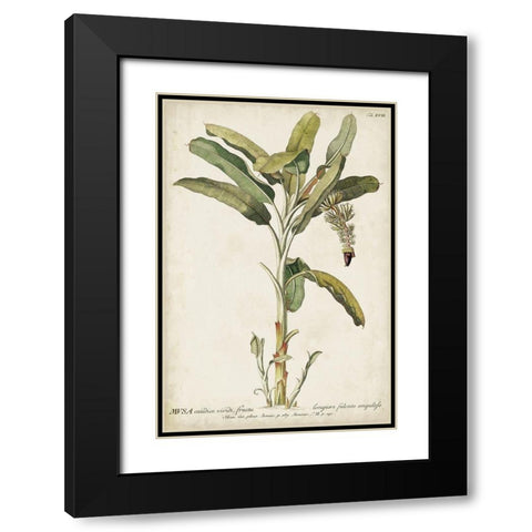 Banana Palm I Black Modern Wood Framed Art Print with Double Matting by Unknown