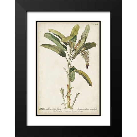 Banana Palm I Black Modern Wood Framed Art Print with Double Matting by Unknown