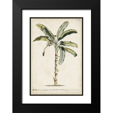 Banana Palm II Black Modern Wood Framed Art Print with Double Matting by Unknown