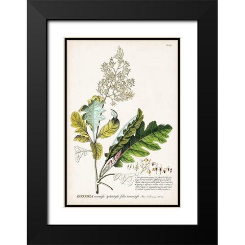 Alluring Botamical I Black Modern Wood Framed Art Print with Double Matting by Unknown