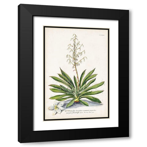 Alluring Botamical III Black Modern Wood Framed Art Print with Double Matting by Unknown