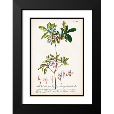 Alluring Botamical IV Black Modern Wood Framed Art Print with Double Matting by Unknown