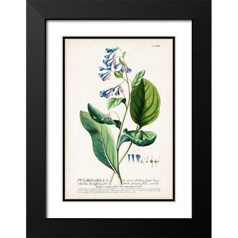 Alluring Botamical V Black Modern Wood Framed Art Print with Double Matting by Unknown