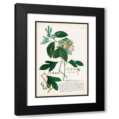 Alluring Botamical VI Black Modern Wood Framed Art Print with Double Matting by Unknown