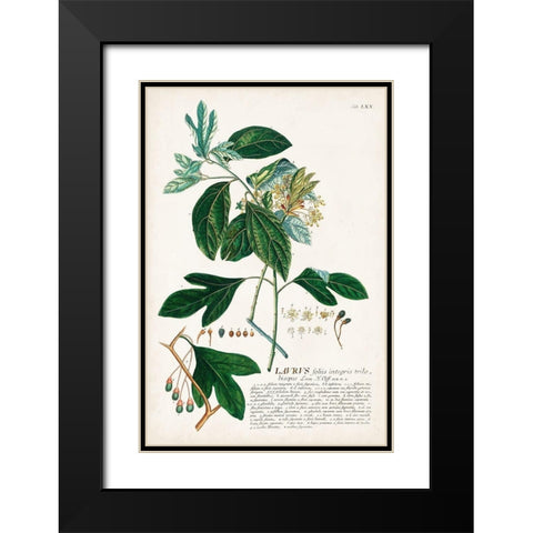 Alluring Botamical VI Black Modern Wood Framed Art Print with Double Matting by Unknown
