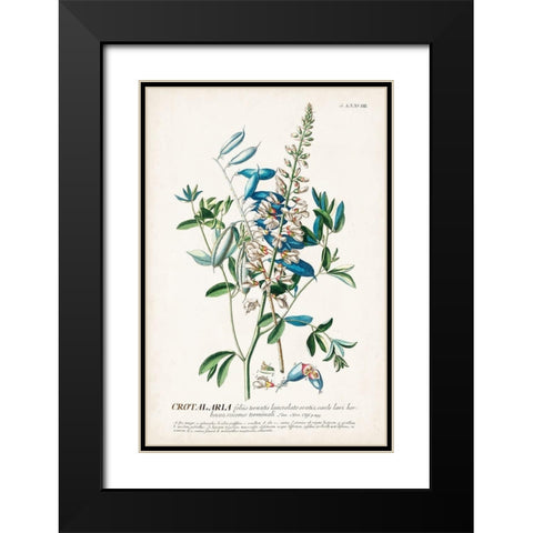 Alluring Botamical VII Black Modern Wood Framed Art Print with Double Matting by Unknown