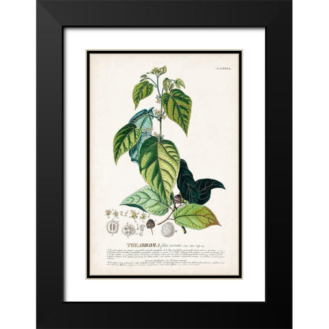 Alluring Botamical VIII Black Modern Wood Framed Art Print with Double Matting by Unknown