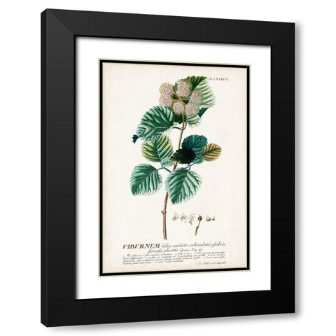 Alluring Botamical IX Black Modern Wood Framed Art Print with Double Matting by Unknown