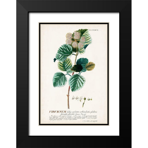 Alluring Botamical IX Black Modern Wood Framed Art Print with Double Matting by Unknown