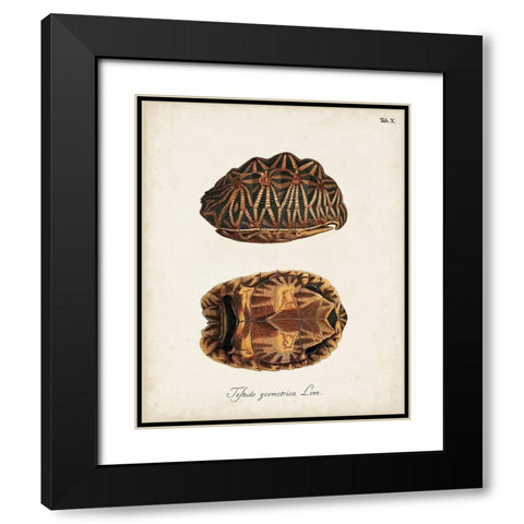 Antique Turtles and Shells I Black Modern Wood Framed Art Print with Double Matting by Unknown