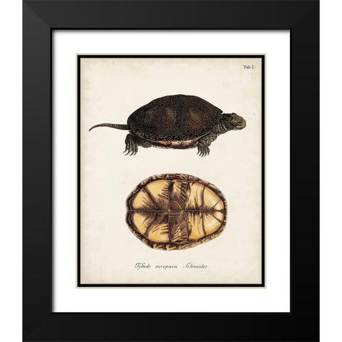 Antique Turtles and Shells II Black Modern Wood Framed Art Print with Double Matting by Unknown
