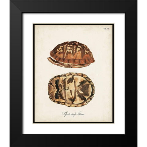 Antique Turtles and Shells III Black Modern Wood Framed Art Print with Double Matting by Unknown