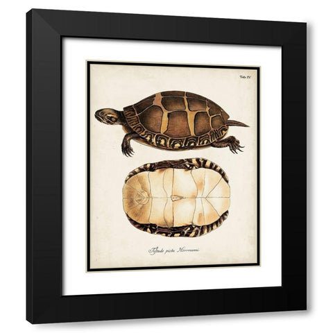 Antique Turtles and Shells IV Black Modern Wood Framed Art Print with Double Matting by Unknown