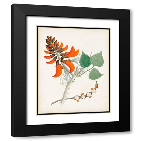 Botanical of the Tropics I Black Modern Wood Framed Art Print with Double Matting by Unknown