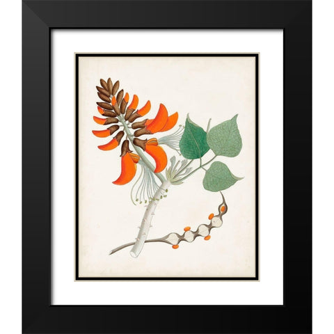 Botanical of the Tropics I Black Modern Wood Framed Art Print with Double Matting by Unknown