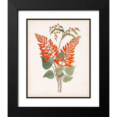 Botanical of the Tropics II Black Modern Wood Framed Art Print with Double Matting by Unknown