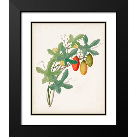 Botanical of the Tropics III Black Modern Wood Framed Art Print with Double Matting by Unknown
