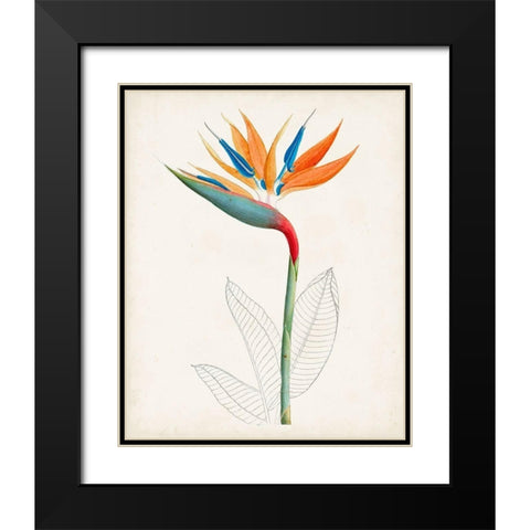 Botanical of the Tropics IV Black Modern Wood Framed Art Print with Double Matting by Unknown