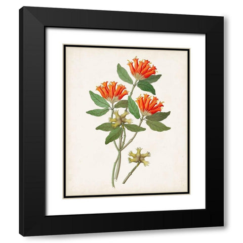 Botanical of the Tropics V Black Modern Wood Framed Art Print with Double Matting by Unknown