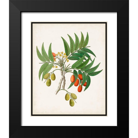 Botanical of the Tropics VI Black Modern Wood Framed Art Print with Double Matting by Unknown