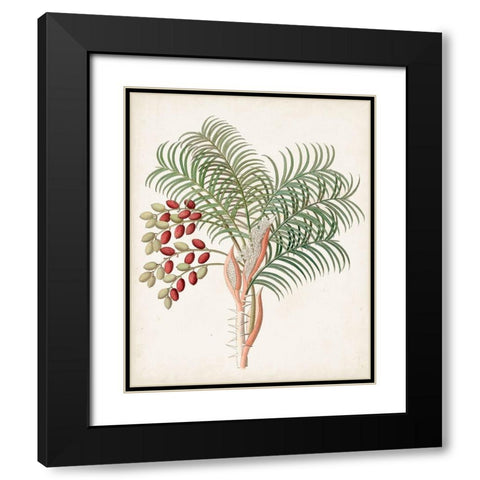 Botanical of the Tropics VII Black Modern Wood Framed Art Print with Double Matting by Unknown