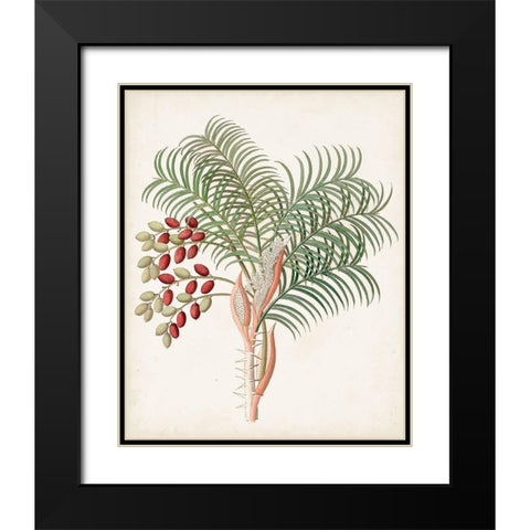 Botanical of the Tropics VII Black Modern Wood Framed Art Print with Double Matting by Unknown
