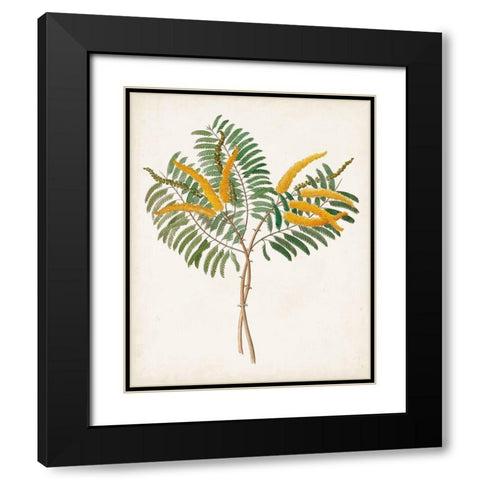 Botanical of the Tropics VIII Black Modern Wood Framed Art Print with Double Matting by Unknown