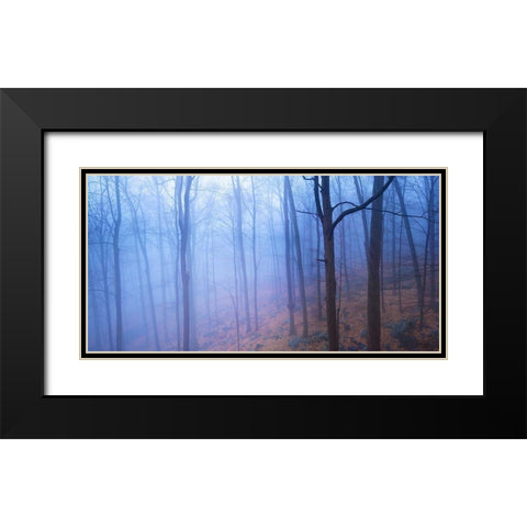 Harriman Woods VI Black Modern Wood Framed Art Print with Double Matting by McLoughlin, James