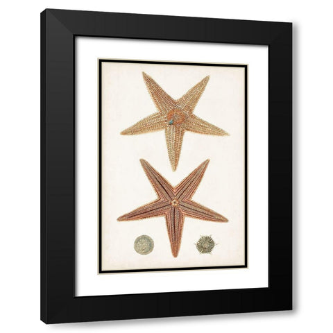 Coastal Curiosity I Black Modern Wood Framed Art Print with Double Matting by Unknown