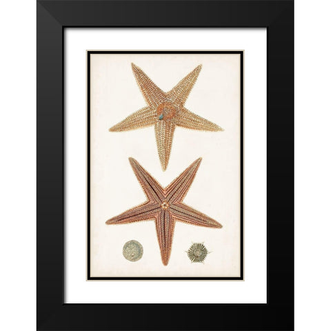 Coastal Curiosity I Black Modern Wood Framed Art Print with Double Matting by Unknown