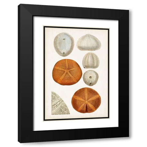 Coastal Curiosity II Black Modern Wood Framed Art Print with Double Matting by Unknown