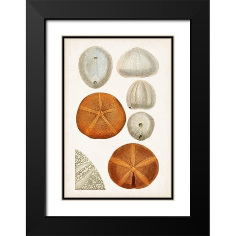 Coastal Curiosity II Black Modern Wood Framed Art Print with Double Matting by Unknown