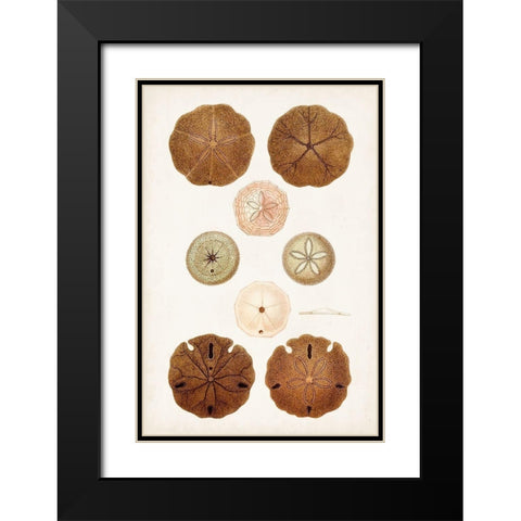 Coastal Curiosity III Black Modern Wood Framed Art Print with Double Matting by Unknown