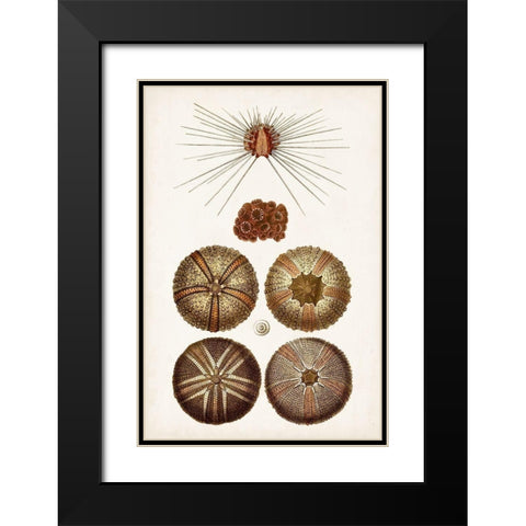 Coastal Curiosity IV Black Modern Wood Framed Art Print with Double Matting by Unknown